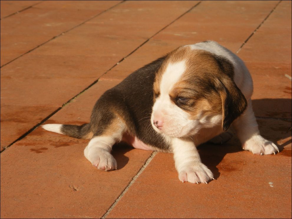 cuccioli amelie-84